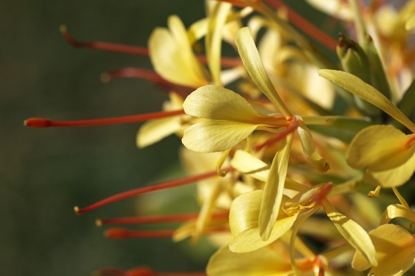 Kahli Ginger Plant by Joy Watson